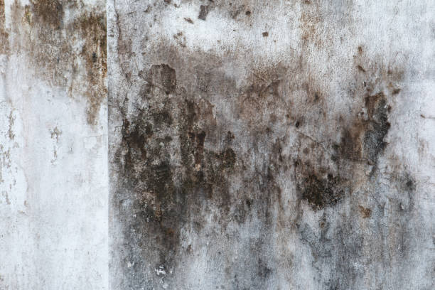 Best Basement Mold Removal  in Lake Mathews, CA