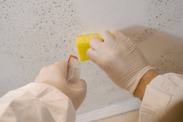 Best HVAC Mold Inspection and Cleaning  in Lake Mathews, CA
