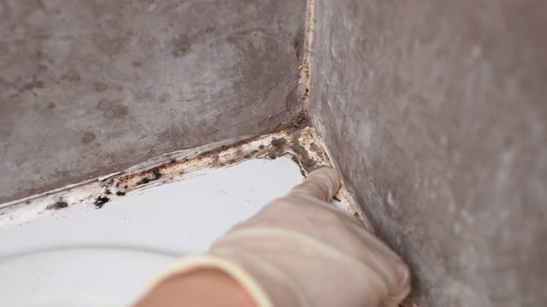 Best Industrial Mold Remediation  in Lake Mathews, CA