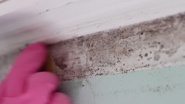 Best Commercial Mold Inspection  in Lake Mathews, CA